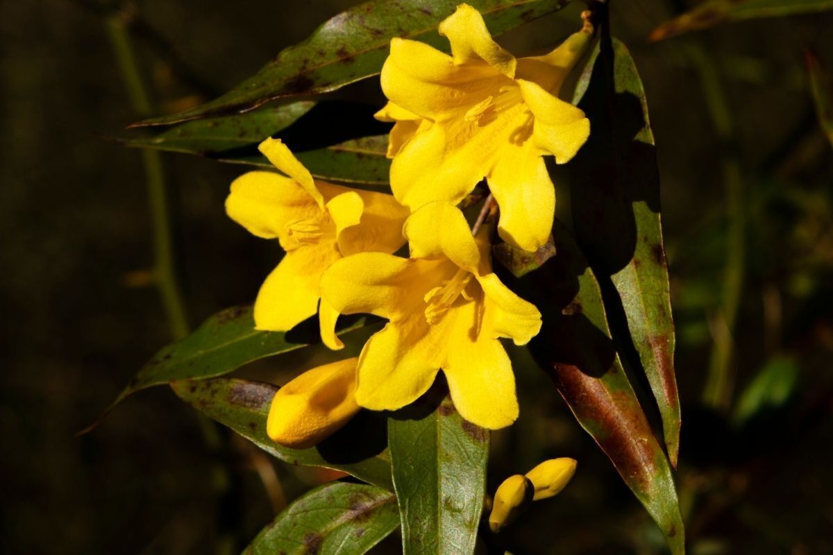 Flor Amarela Jasmim-Carolina