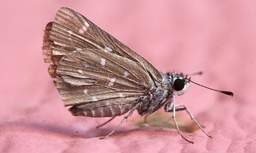 Mariposa marrom pousada.