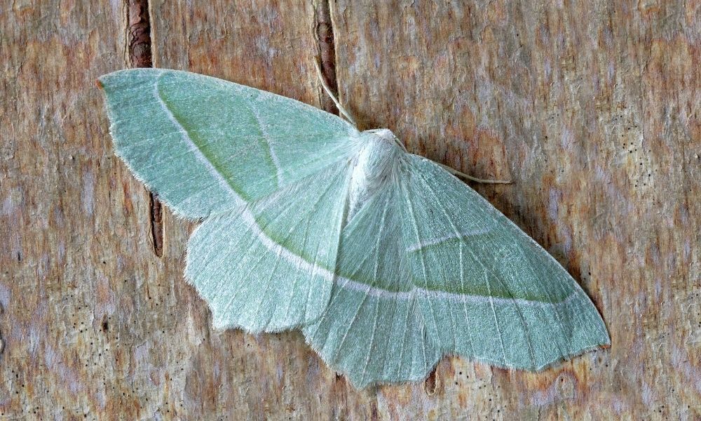 Mariposa azul pousada.