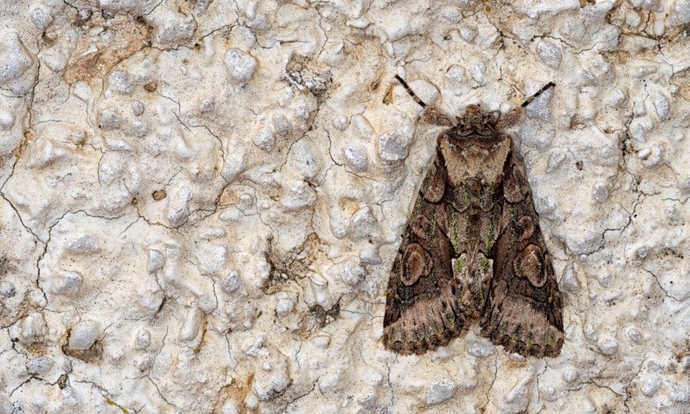 Mariposa bruxa pousada.