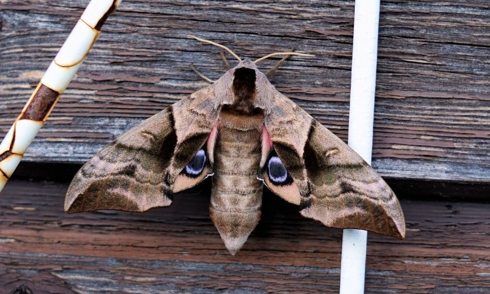 Mariposa pousada.