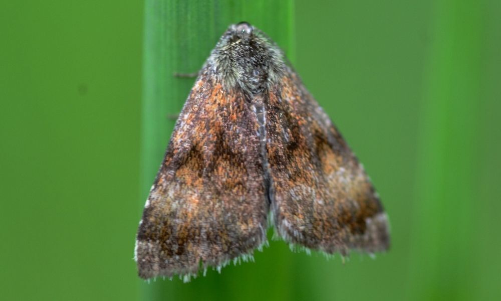 Mariposa marrom pousada.