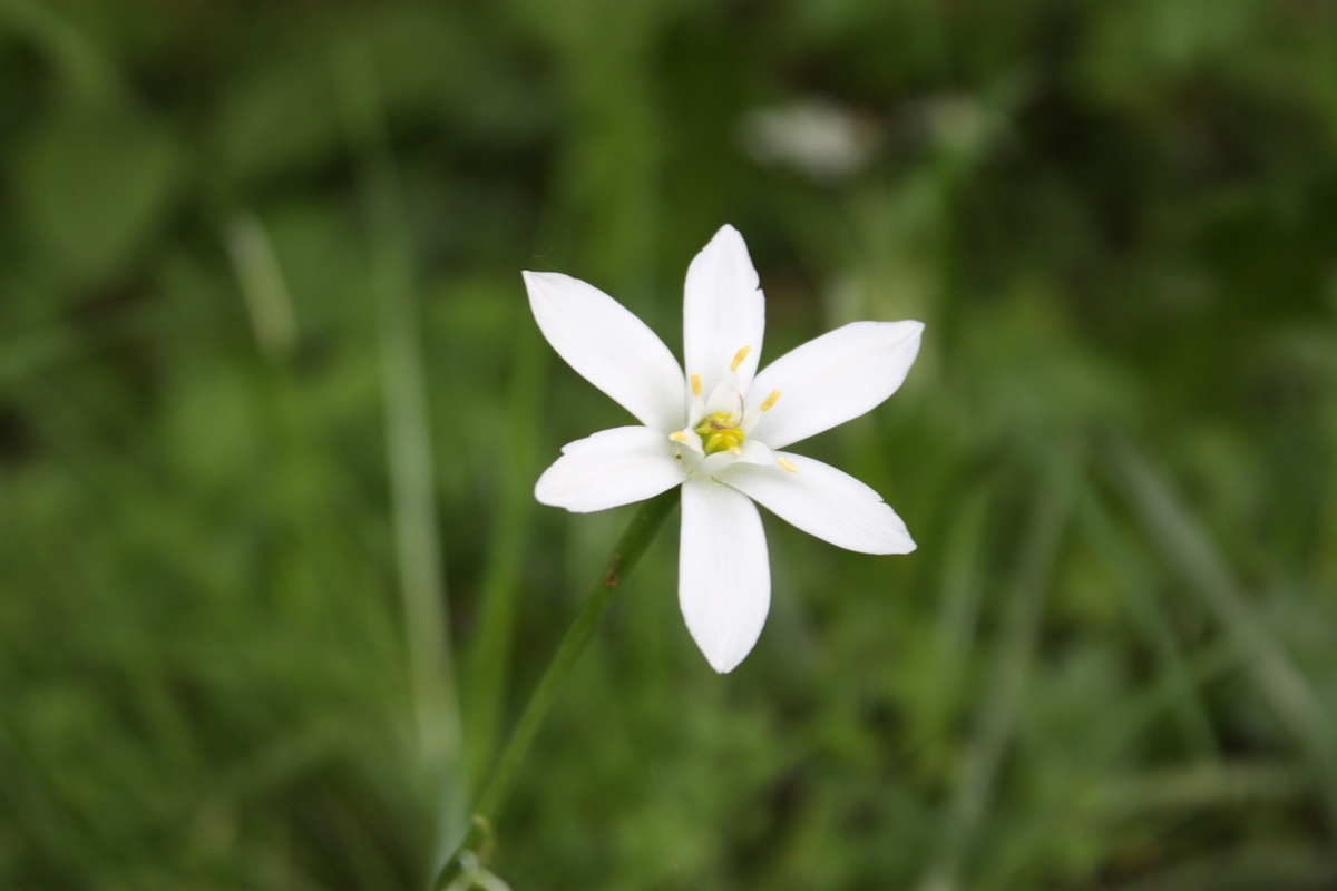 Flor de lírio, ingrediente que pode ser utilizado junto da hortelã para a preparação de banho.