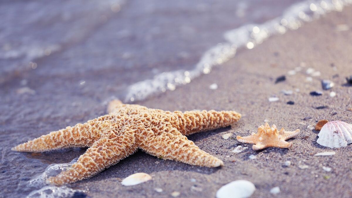 Estrela do mar.