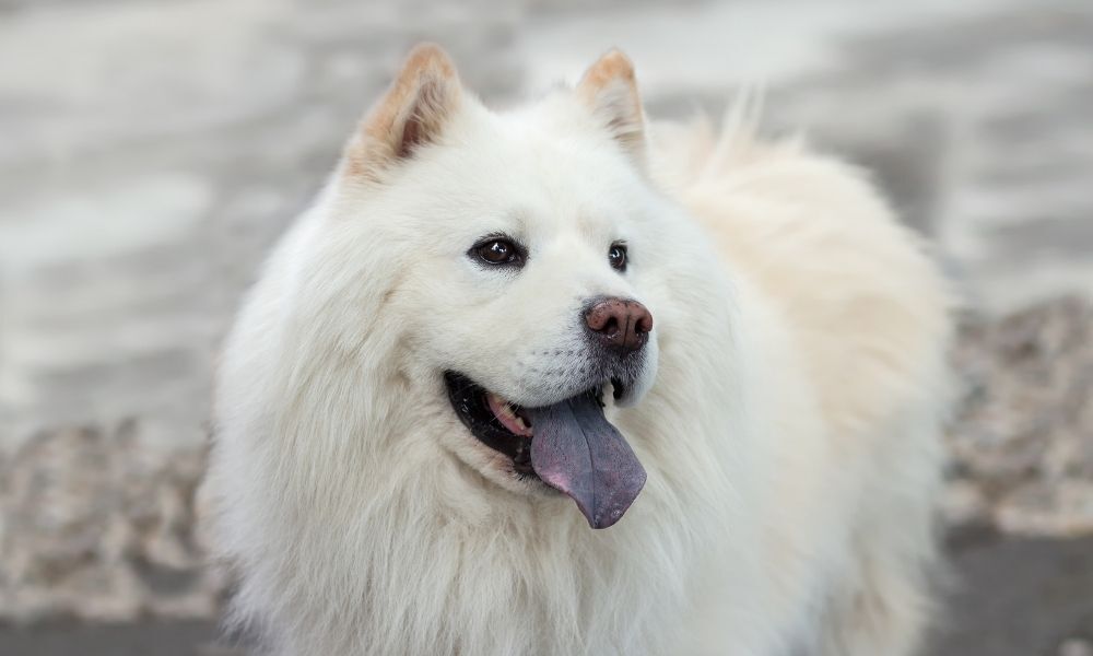 Cachorro de língua roxa.