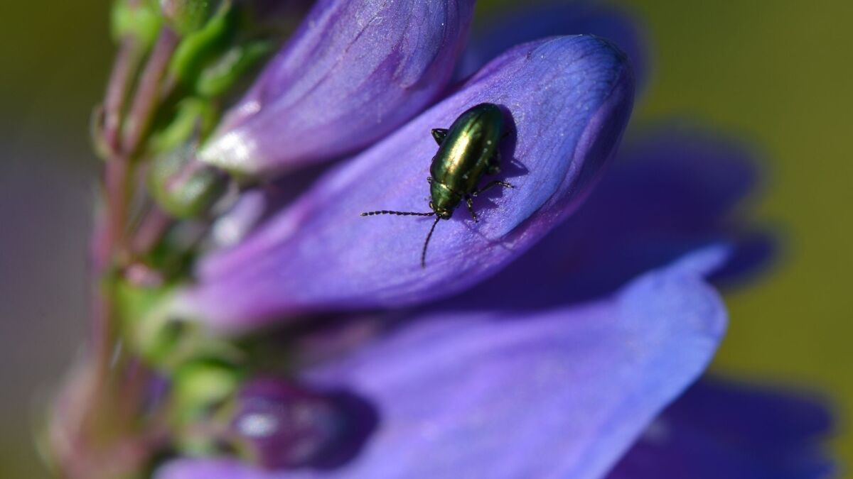 Besouro em uma flor.