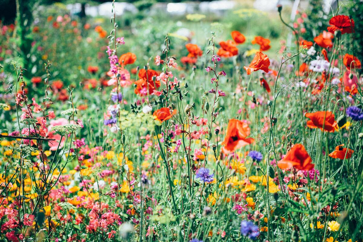 Tipos diferentes de flores.