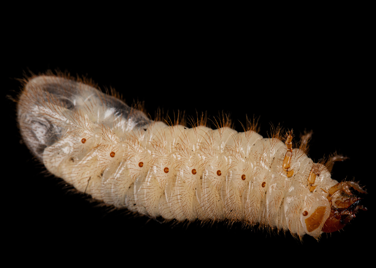 Larva.