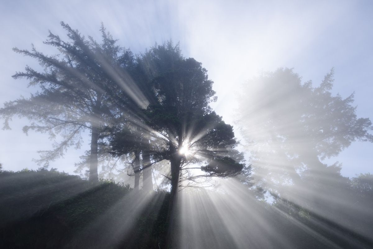 Árvore repleta de luz solar