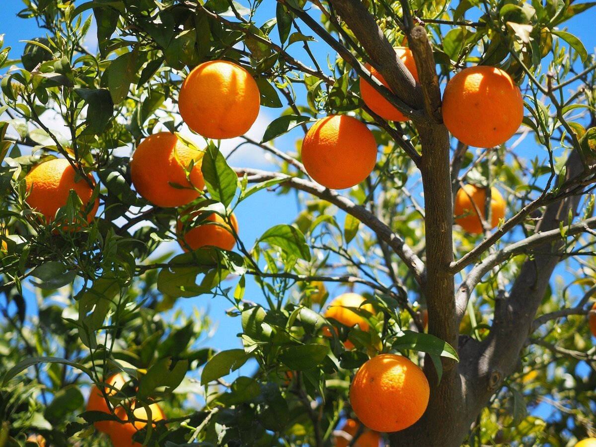 Pé de laranja.