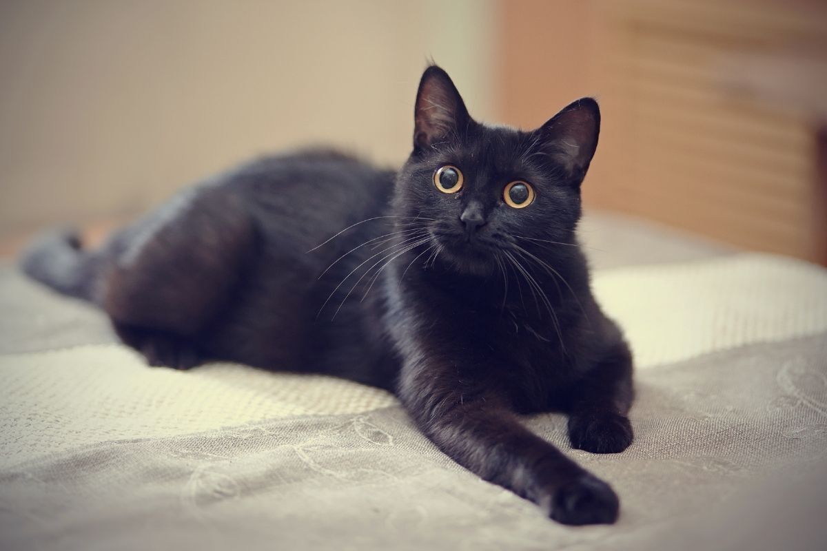 Gato preto deitado na cama