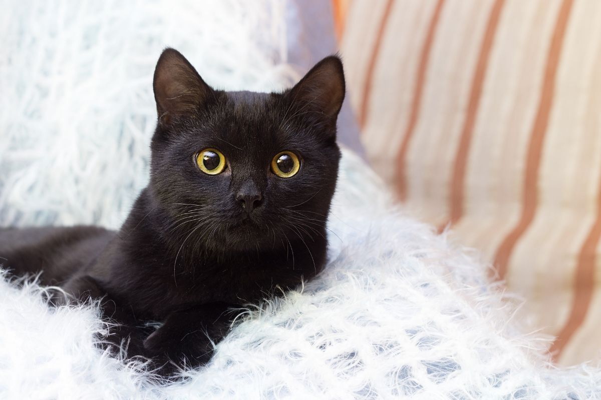 Gato preto filhote deitado na cama