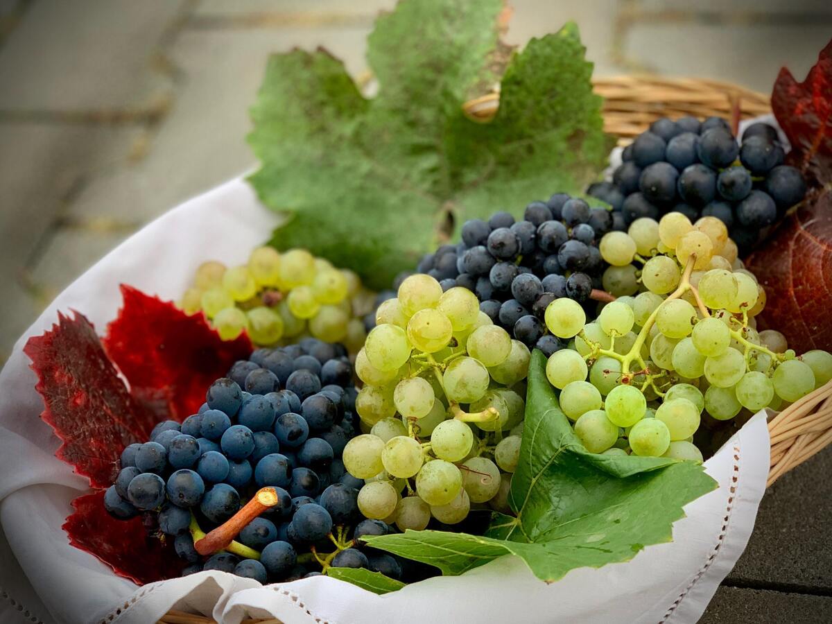 Uvas de diferentes cores. 