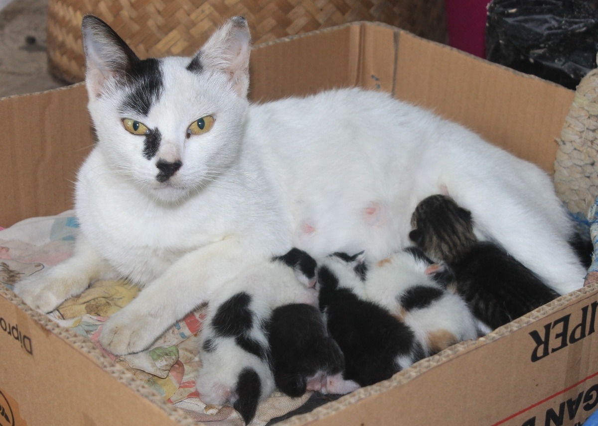 Gata após parir com seus filhotes.