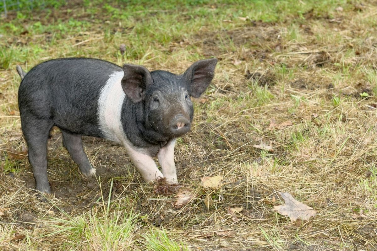 Porco preto e branco no gramado