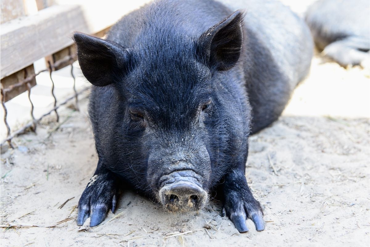 Porco preto deitado com fucinho sujo de areia