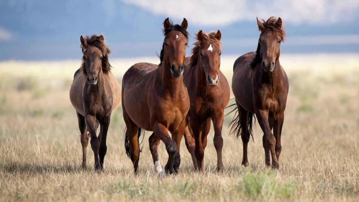 Quatro cavalos na praia.