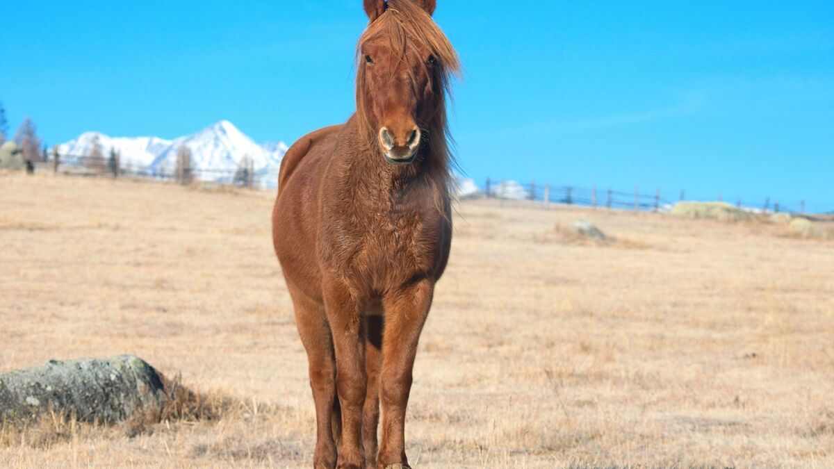 Cavalo vermelho.