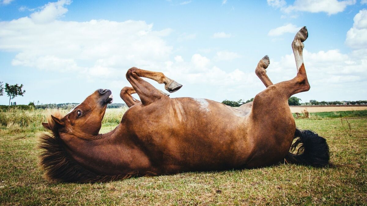 Cavalo deitado de barriga para cima.