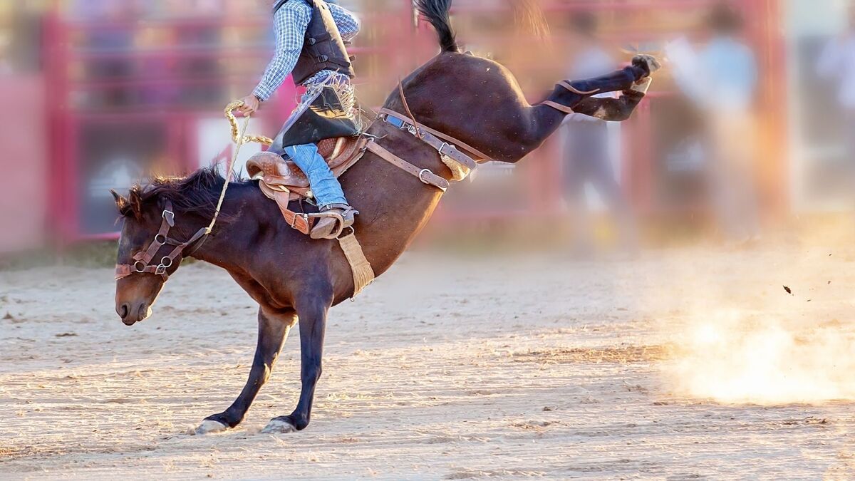 Cavalo pulando em um rodeio.