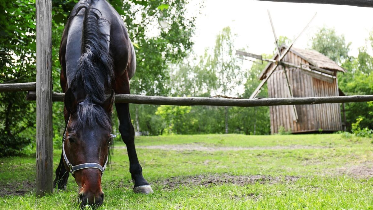 Cavalo comendo grama.