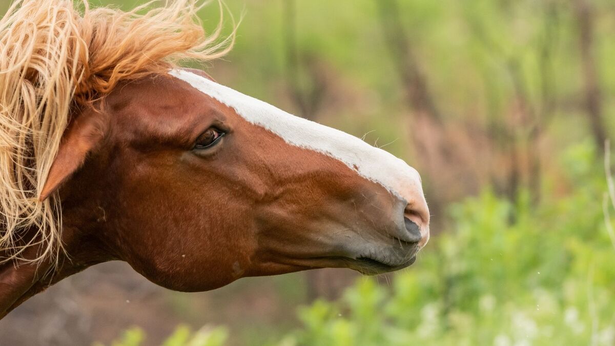 Cabeça de cavalo.