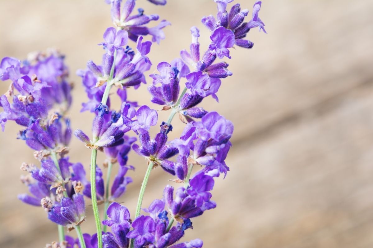 Galhos de lavanda para benzimento