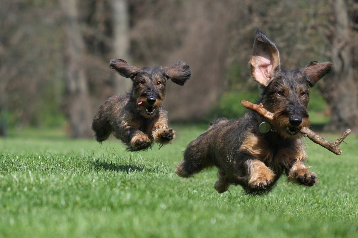 Um cachorro preto correndo atrás de outro, que está com um osso na boca