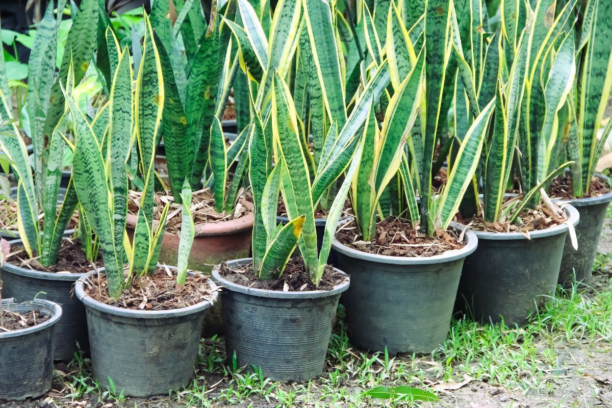 Várias mudas da planta espada de São Jorge em um quintal.