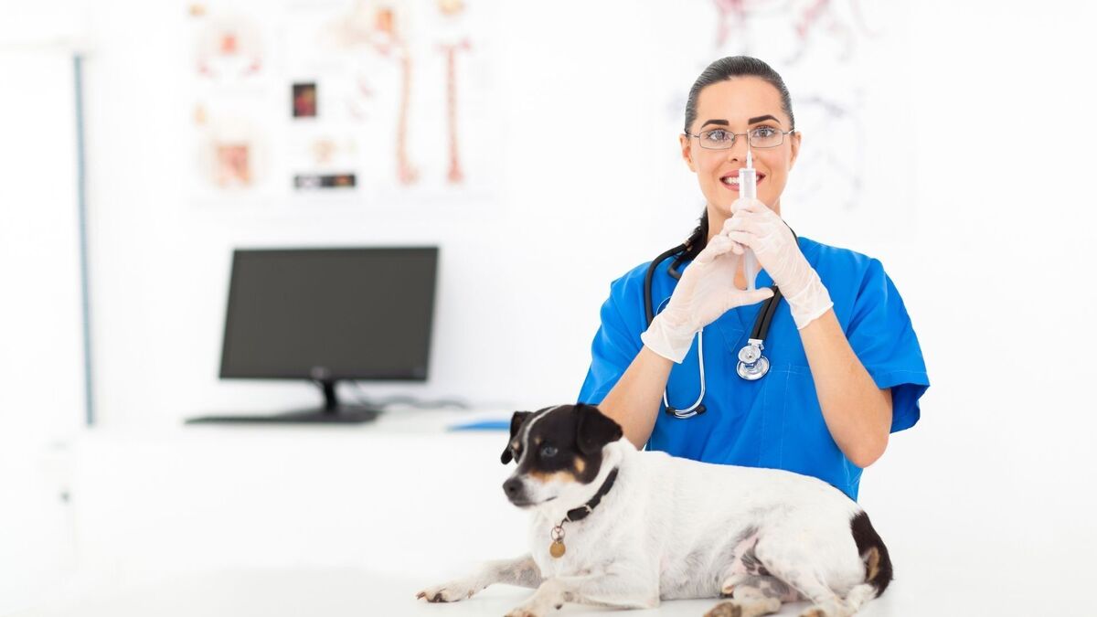 Cachorro doente e veterinária.