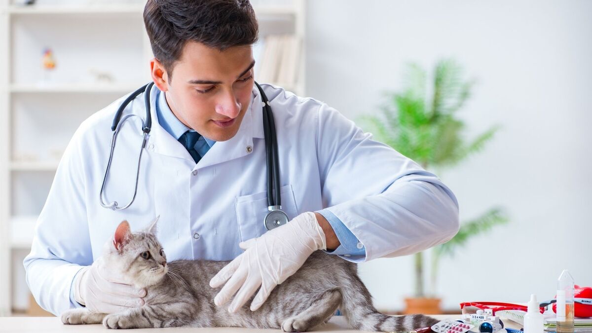 Veterinário e gato.