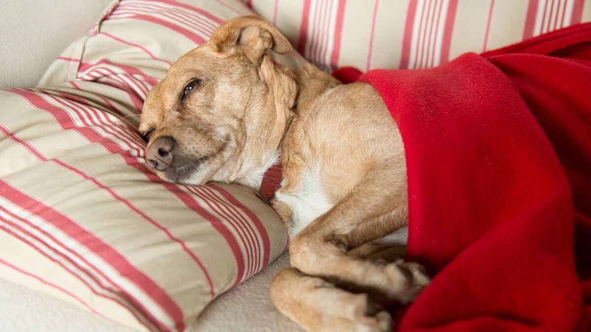 Cachorro dormindo no sofá.