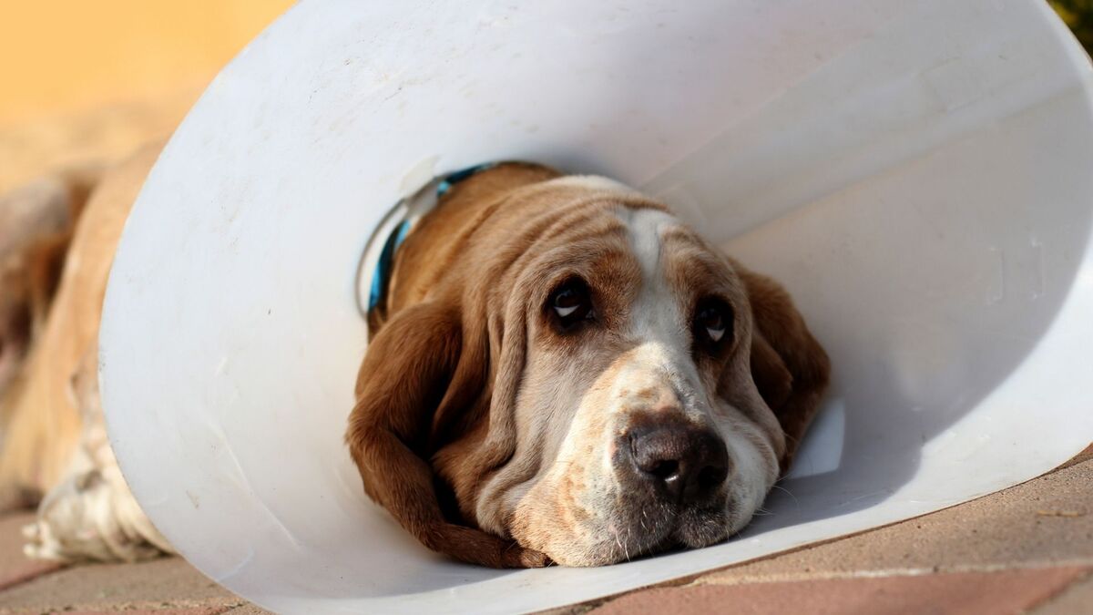 Cachorro com cone na cabeça.