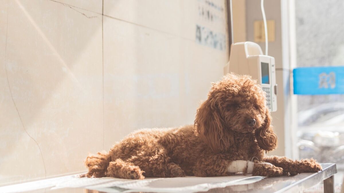 Cachorro no veterinário.