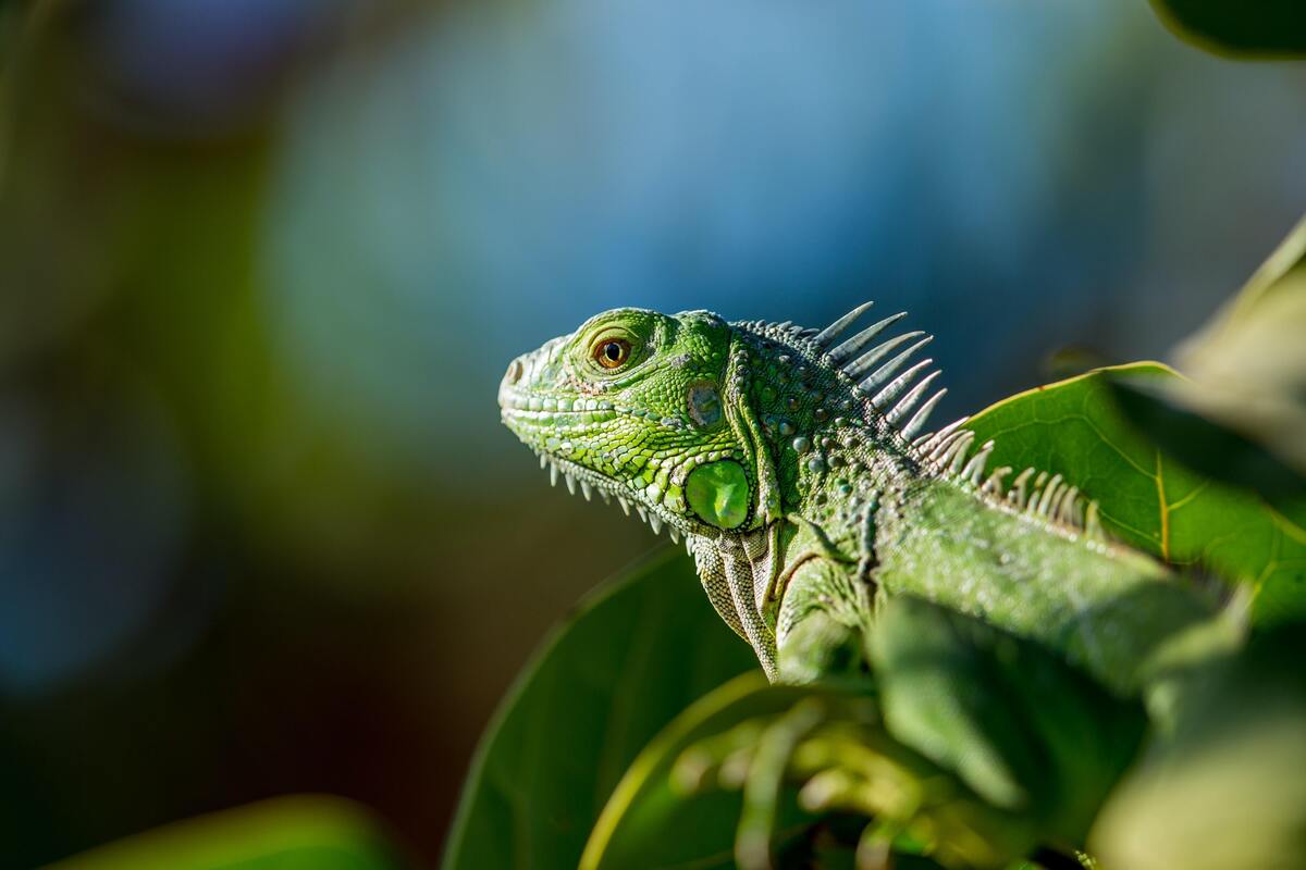 Iguana em um galho.