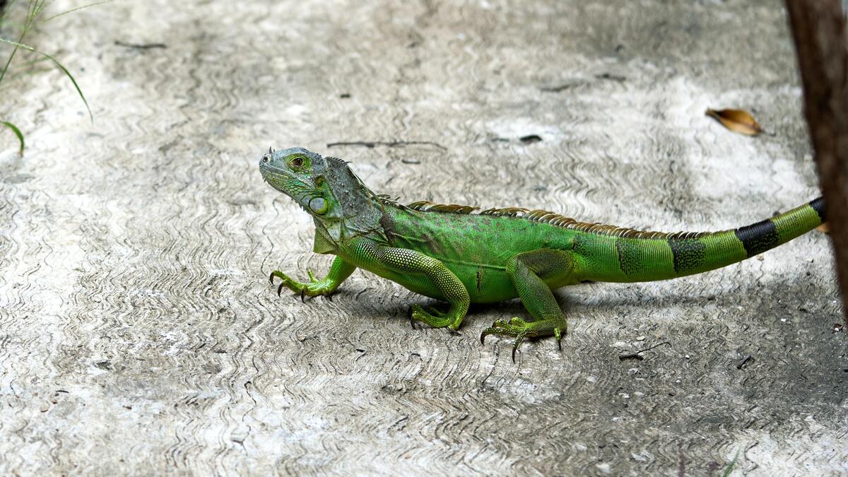 Iguana andando no chão.