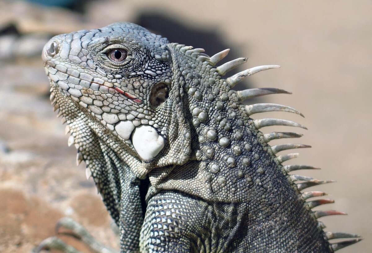 Iguana.