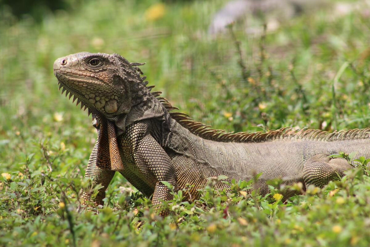 Iguana em um campo gramado.