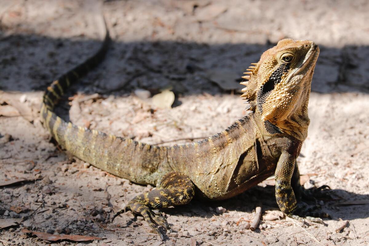 Iguana no chão.