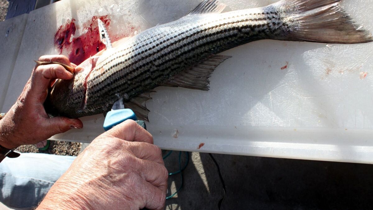 Homem abrindo um peixe.