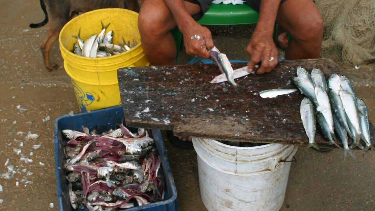 Pessoa limpando peixe na rua.