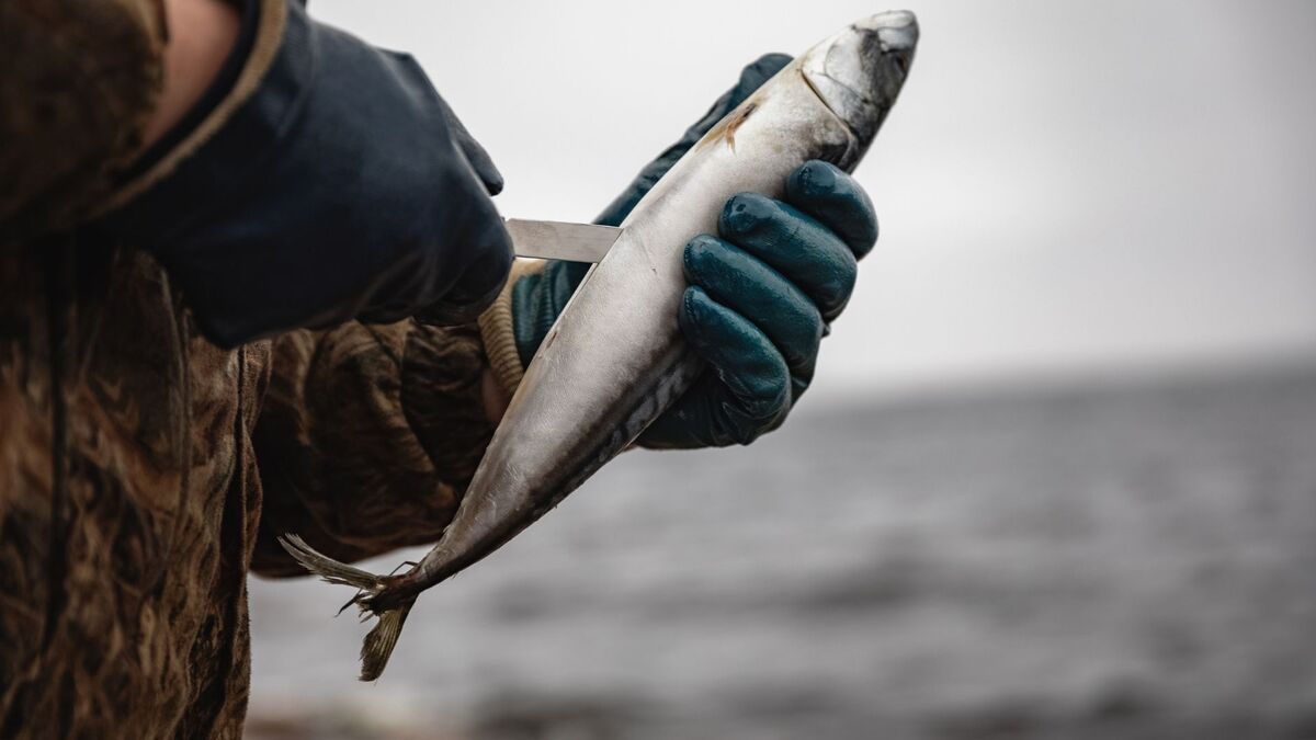 Pescador limpando peixe.