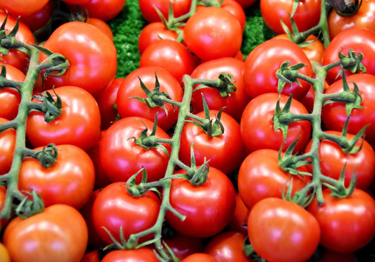 Vários tomates.