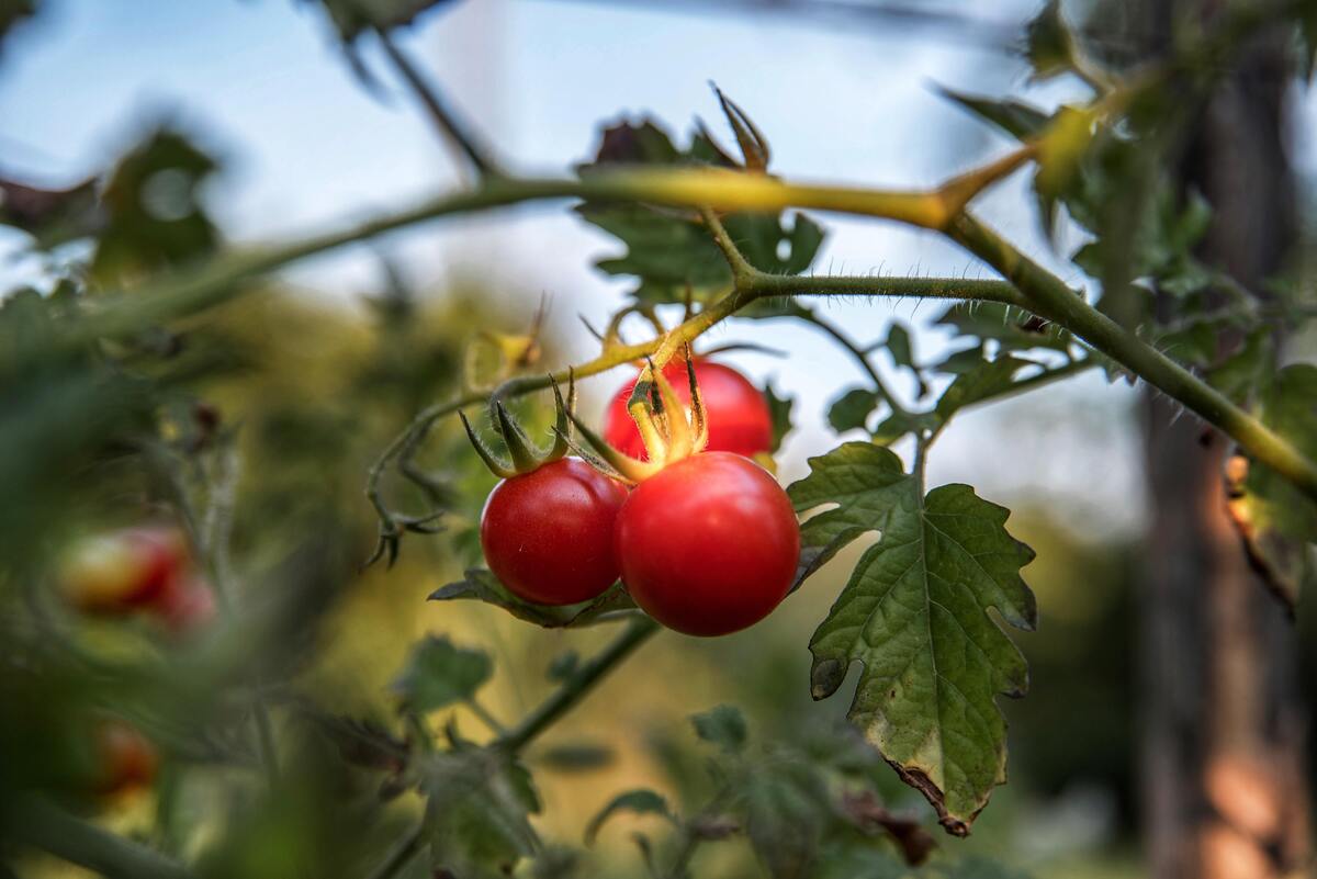 Tomates no pé. 