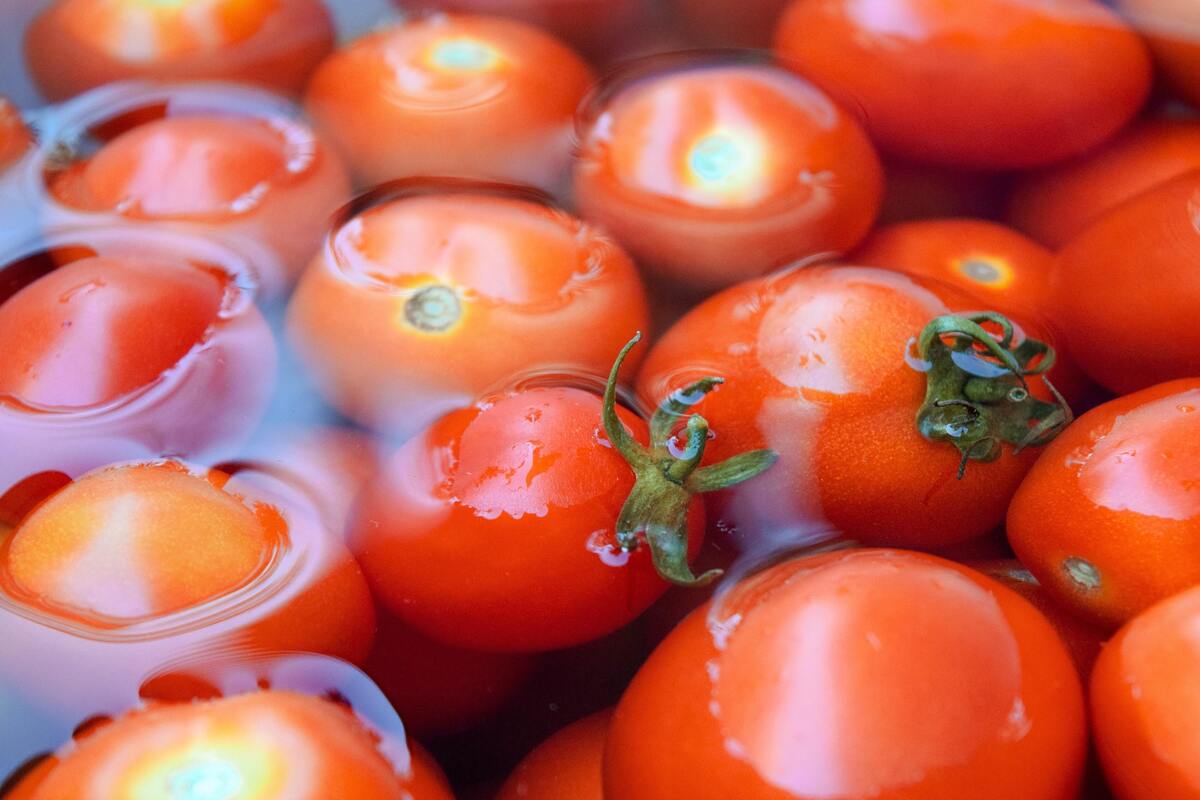 Tomates de molho na água. 