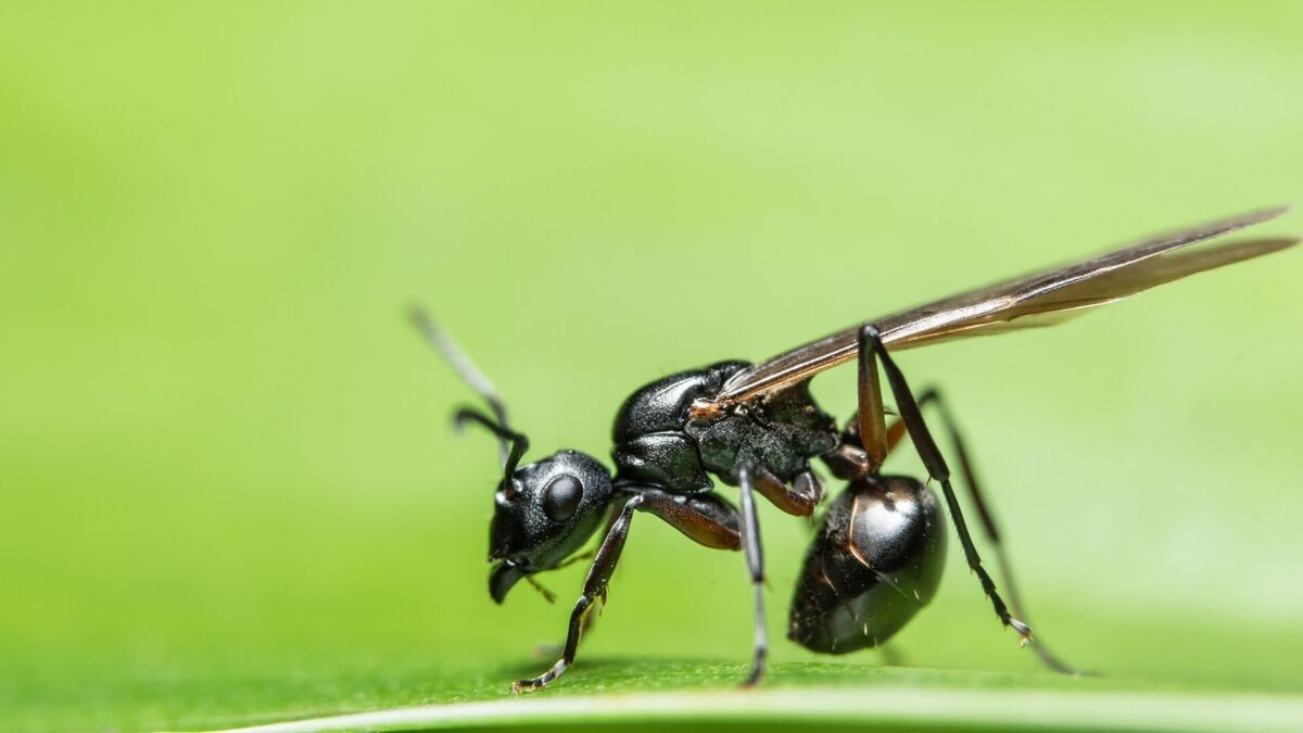 Foto de um a tanajura.