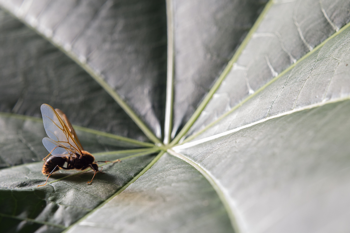 Tanajura em uma planta.