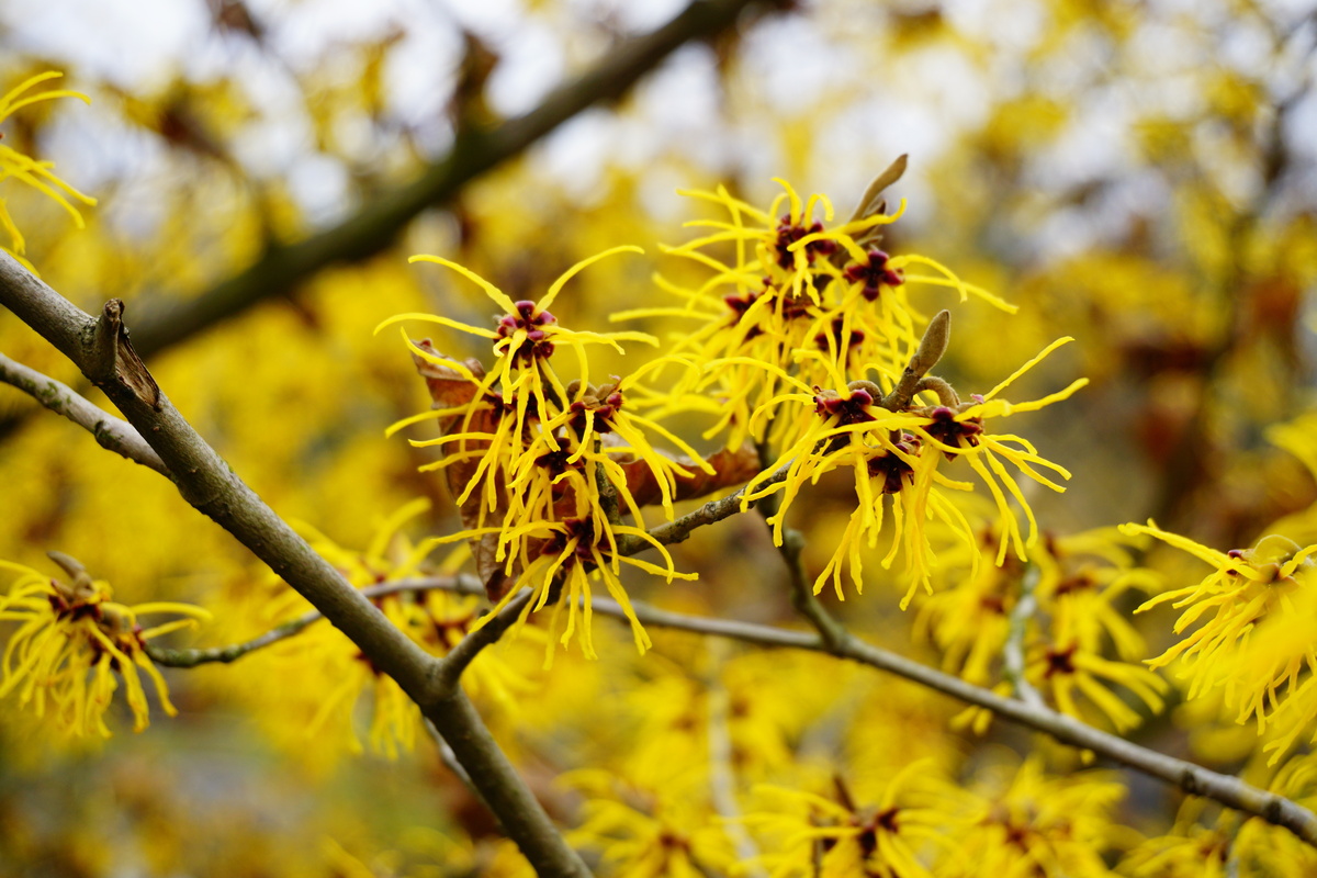 Árvore de Hamamelis.