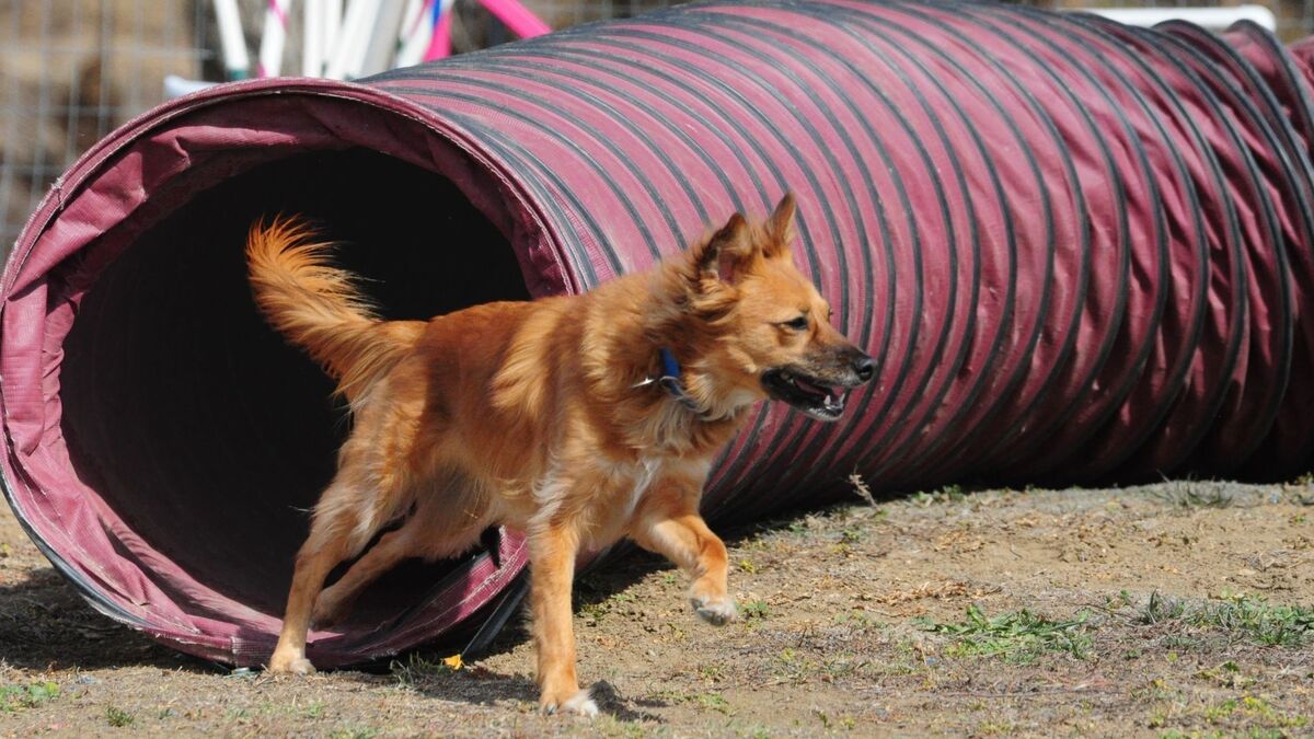 Túnel de cachorro.