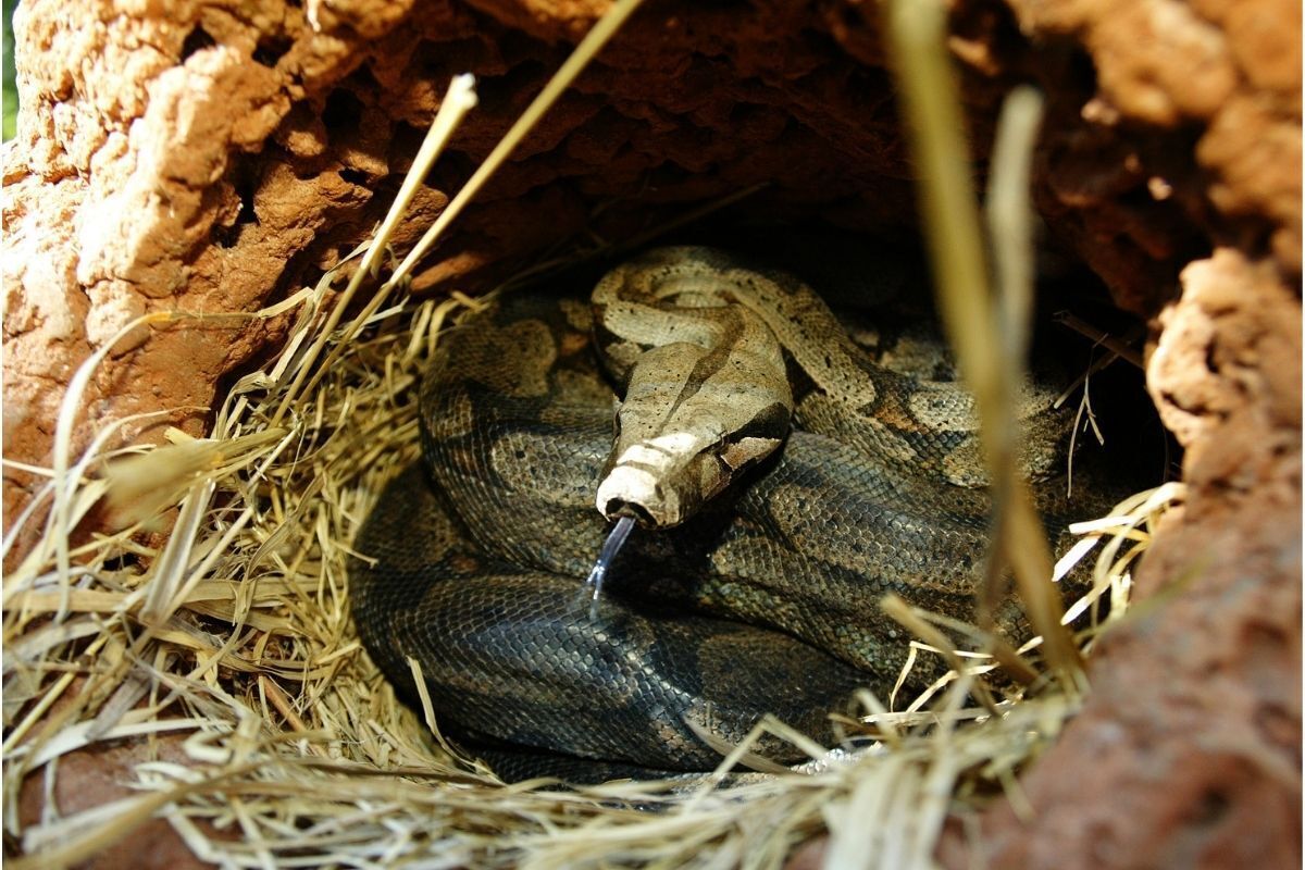 Cobra em seu ninho